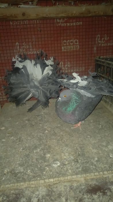 Голуби пара кептер павлины