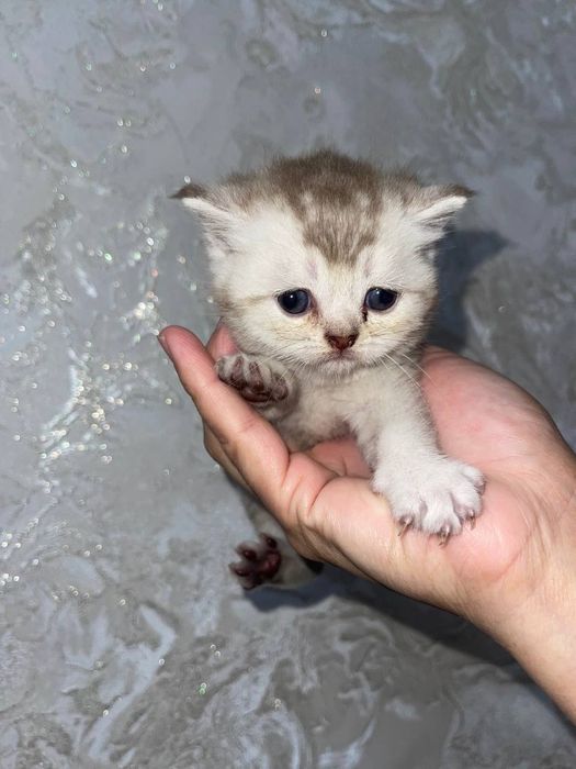 Котята девочка и мальчик