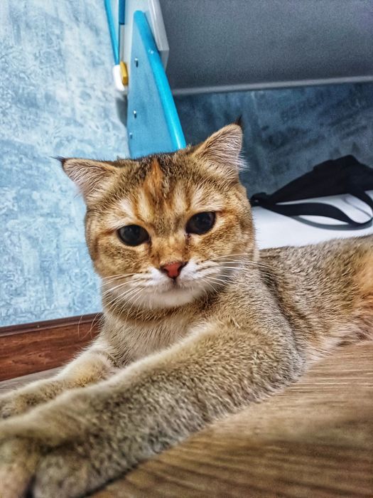 Британский золотой шиншилла 1год