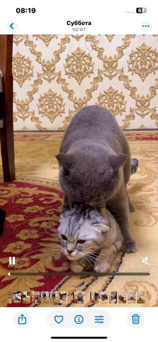 ВЯЗКА Привозной Кот!