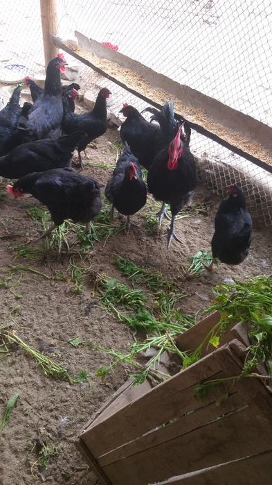 Qora shaxzoda tovuq tuxumlari sotiladi. Jo‘ja chiqarish uchun  Tel . 9