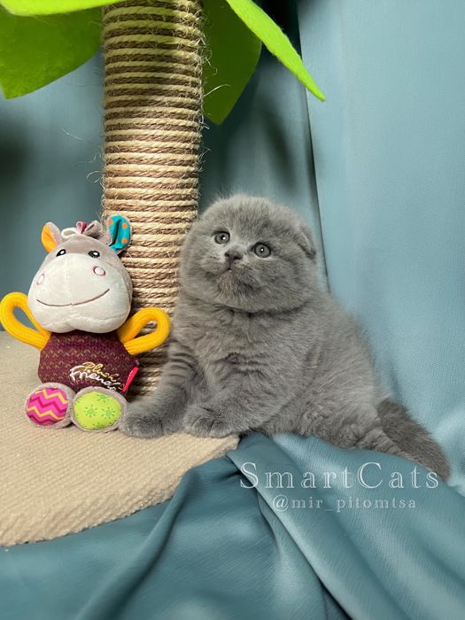 Smiling Scottish kittens