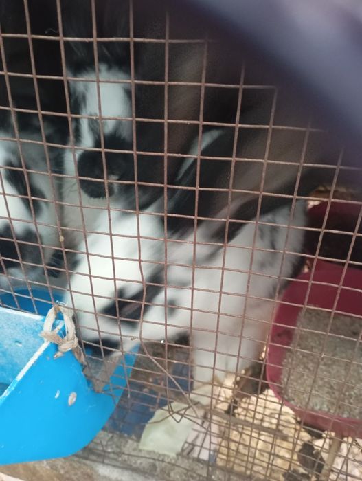 Продаются кролики