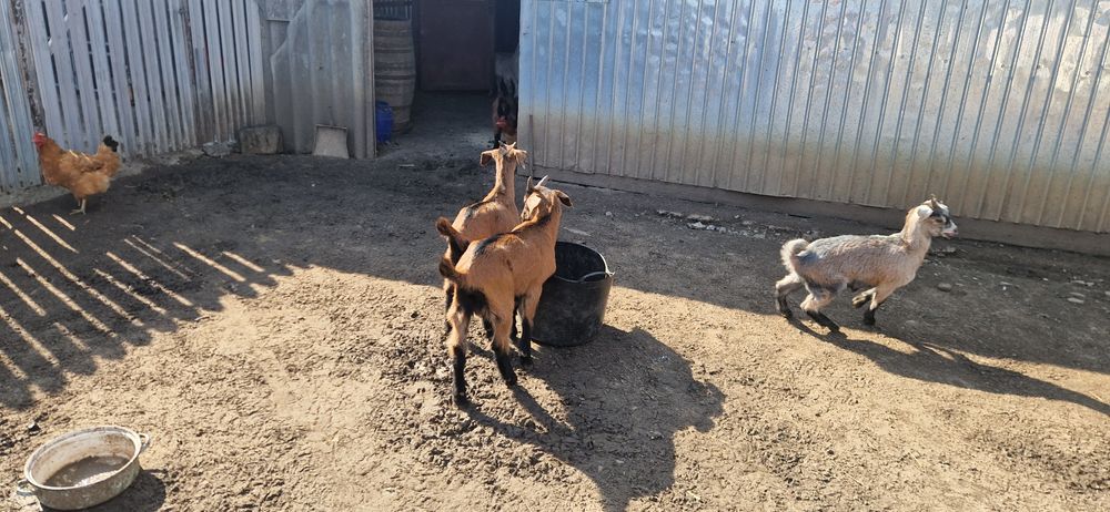 Vand iedute alpin francez