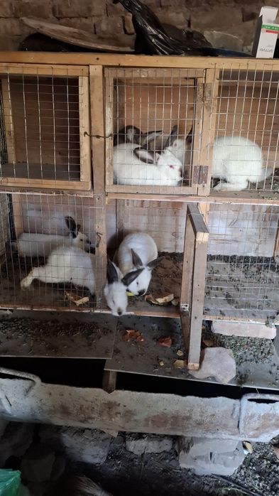 Kaliforniya quyonlar zotli 4 urg'ochi 2 erkagi bor