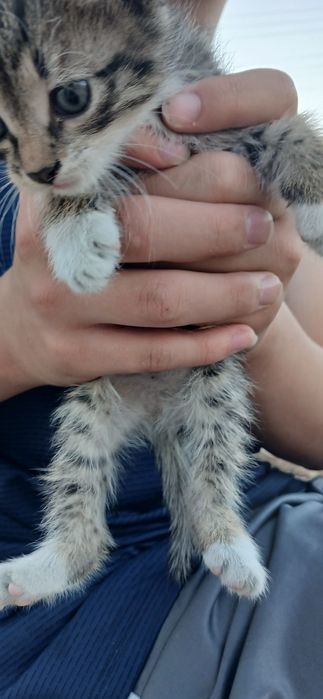 Domestic Shorthair tabby