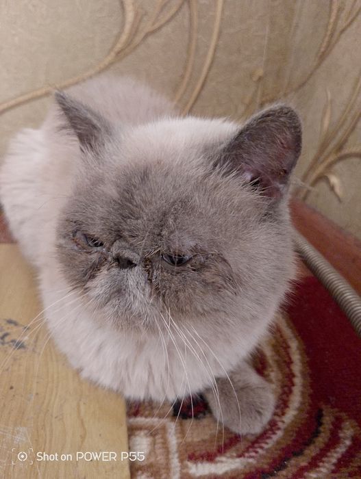 Продам экзотическую короткошёрстную кошку

Продаётся взрослая породист