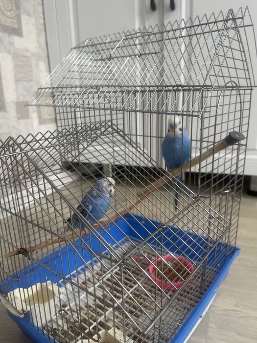 Попугай с клеткой вместе