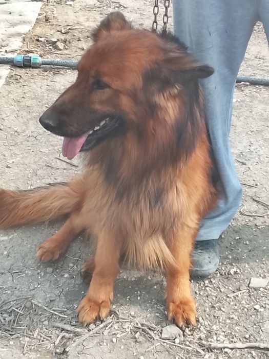 Собака, ( кобель и сучки)