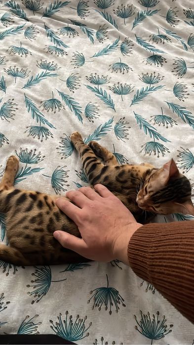 Бенгал 9-10месяц