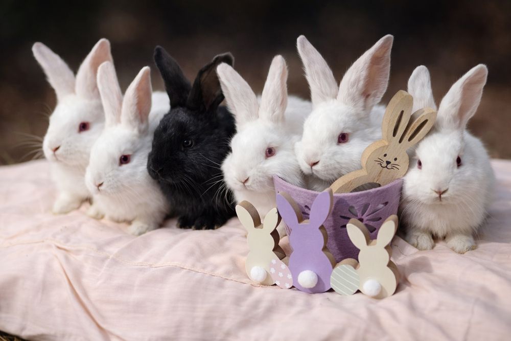 Vând iepuri din rasa hycole francez