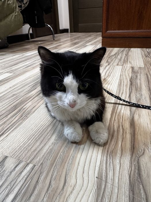 Кошка в добрые руки