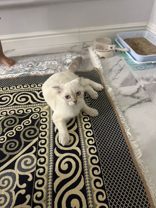 Продается кошка,