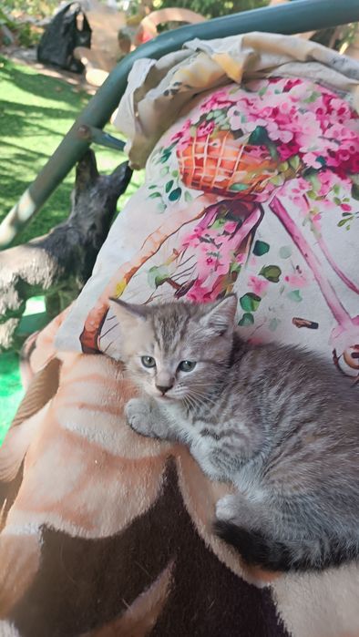 Отдам котят в хорошие руки