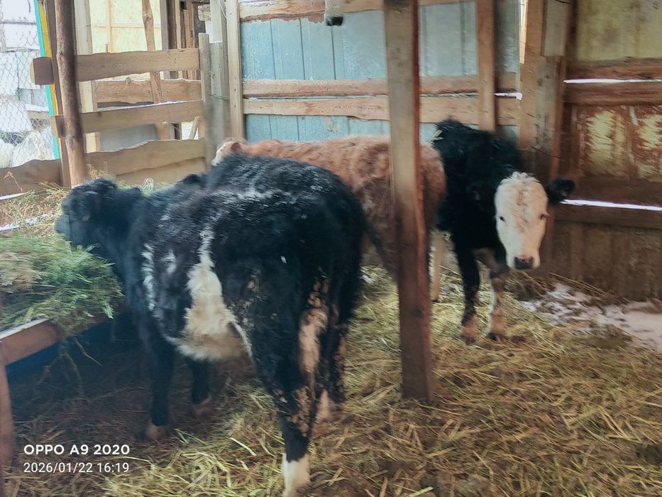 Баспактар сатылады