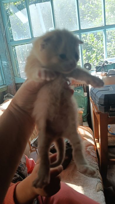 Отдам веслоухих котят