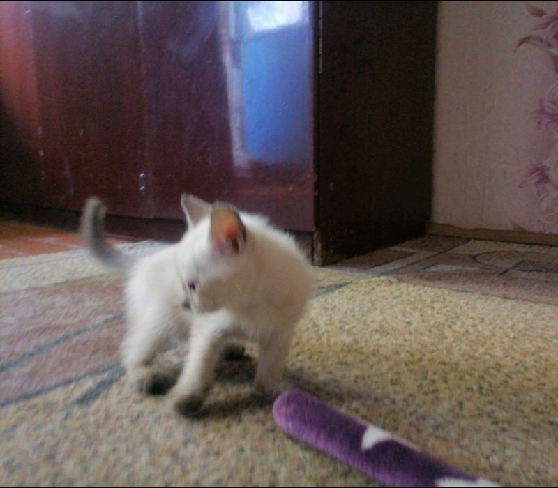 Котики сиамские, домашние.