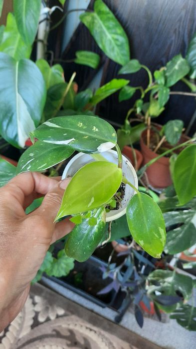 Комнатные растения, выращеные