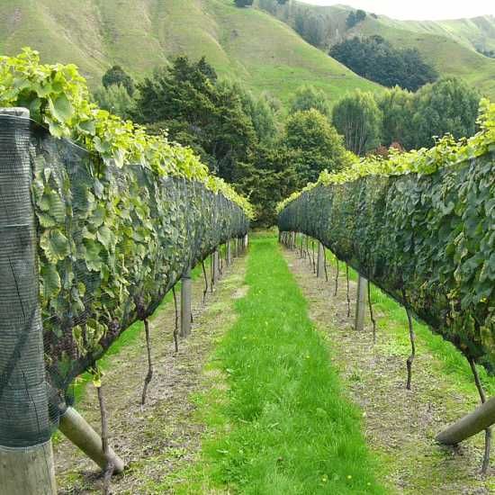 Мрежа против ГРАДУШКА ПТИЦИ засенчваща за земеделие градини зеленчуци