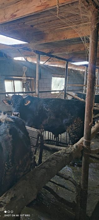 Бык, согым, мясо, бука