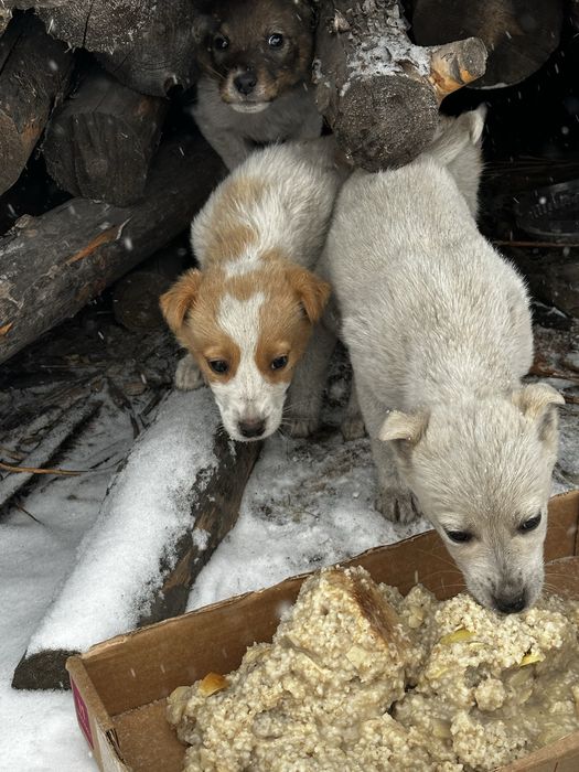 Отдам щенят в добрые руки