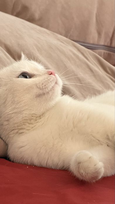 Хороший дом для кошечки