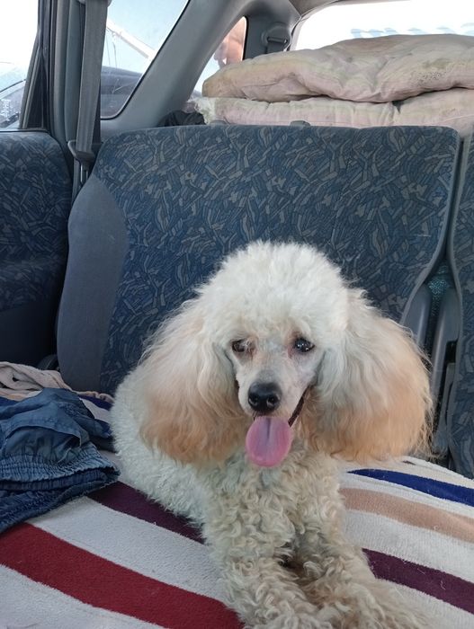 Мальчик Той пуделя.