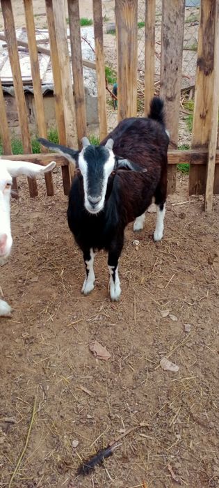 Ешки жане шыбыштар