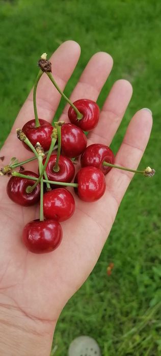 Продавам вишнап за компоти