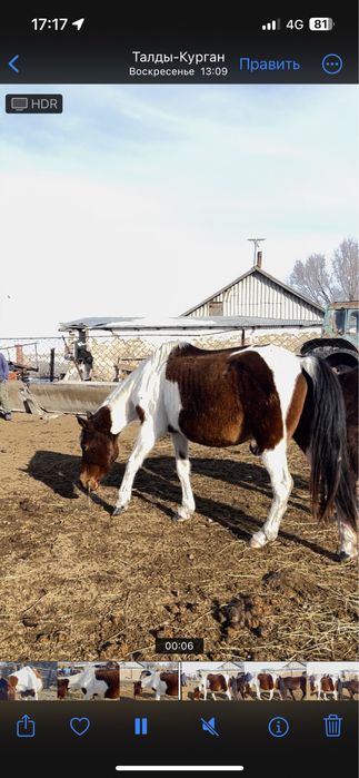 Буаз биелер сатылады