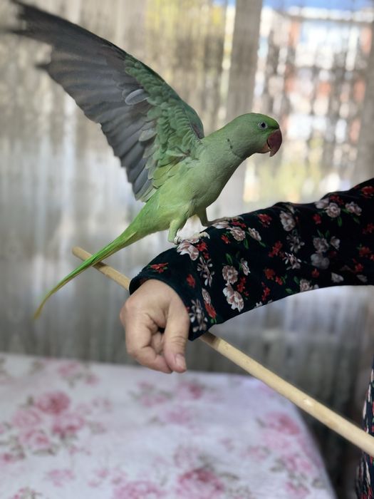 Продается Александрийский ручной попугай