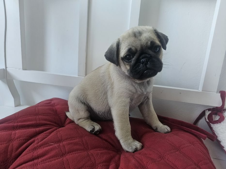 Pui mascul mops,pug cu pedigree
