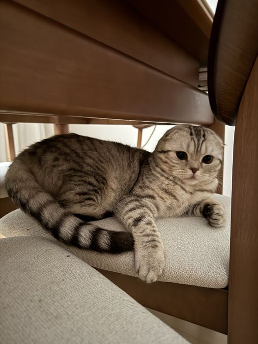 Отдам в добрые руки