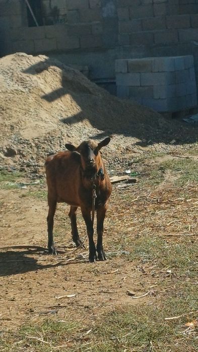 Теке көкпарға сатылады