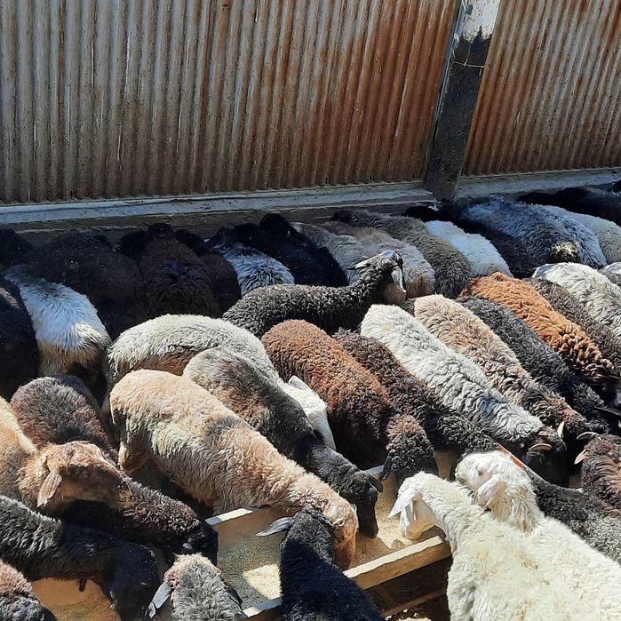 семиз кой токты тусак кошкар