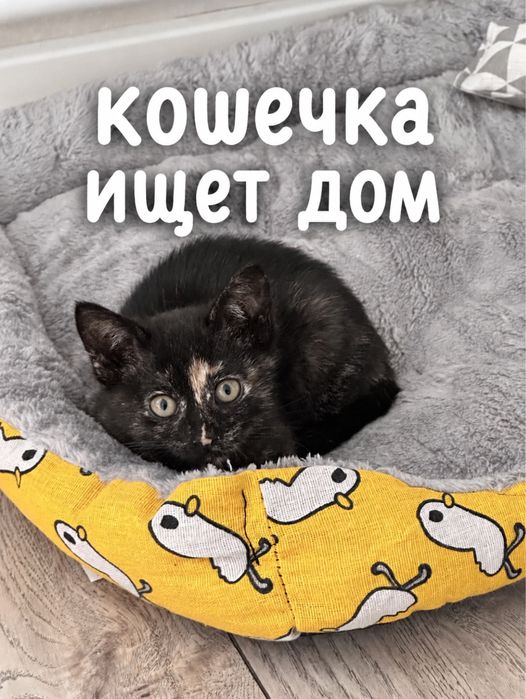 Котенок-девочка, месяц+