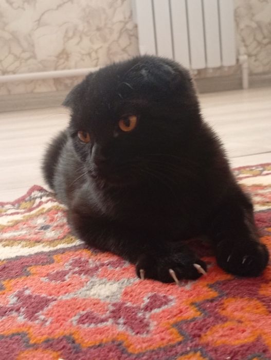 Кошечка ищет кота.