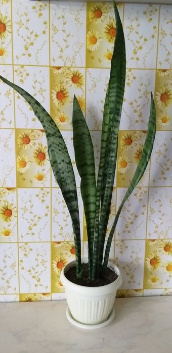 Сансевьера большой цветок