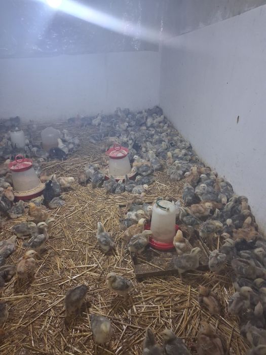 Vand pui rasa mixta 4 saptamani si de carne