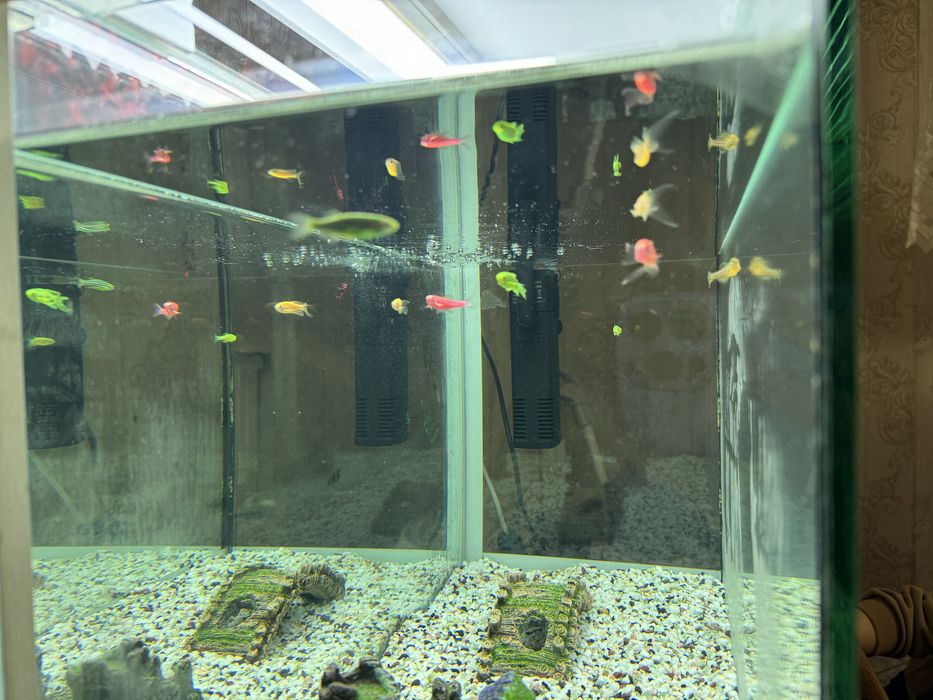 Продам аквариум с рыбками