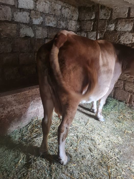 Vaca grasa de vânzare