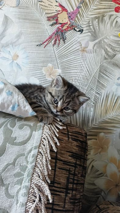 Британский мальчик