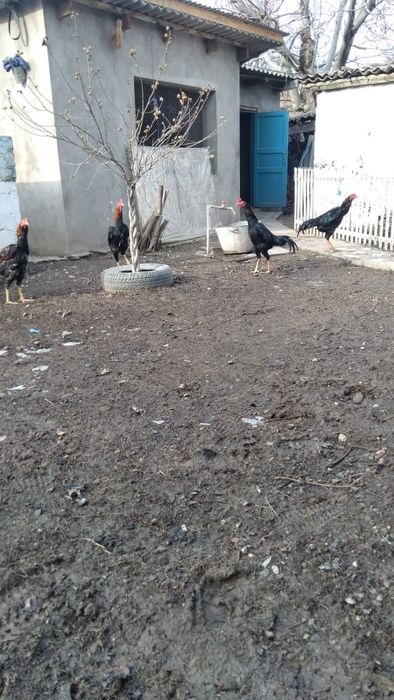 Бойцовский Петухи