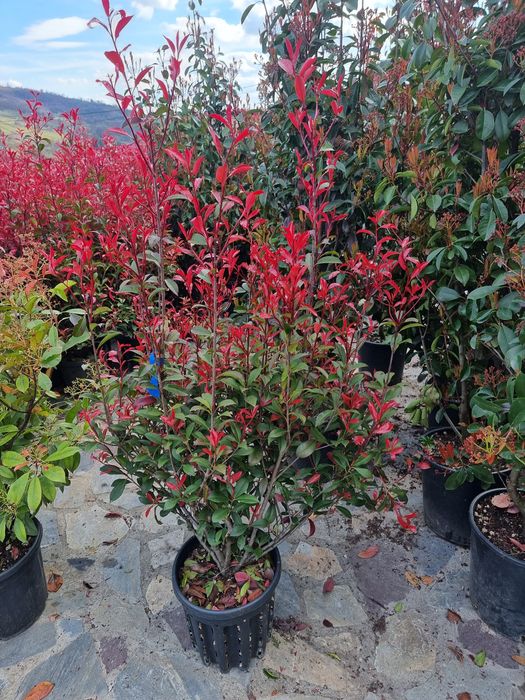 Photinia tufă si pe tija