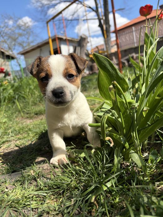 Джак ръсел териер