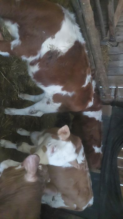 Viței de vânzare înțărcați 3 masculi și o femelă balțați