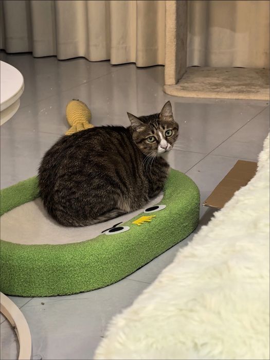 Когтеточка для кошка