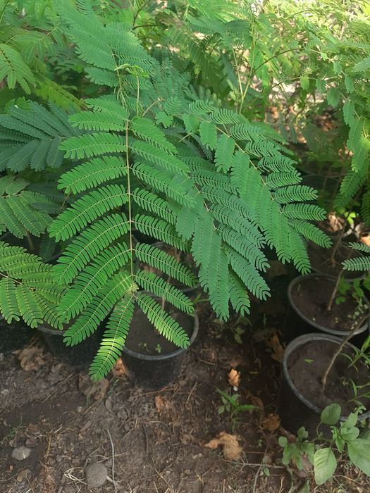Arbore de mătase