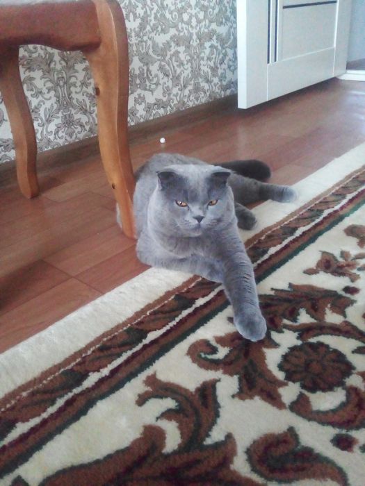 Продаётся катяти шотландские  веслоухие скоттиш фолд.