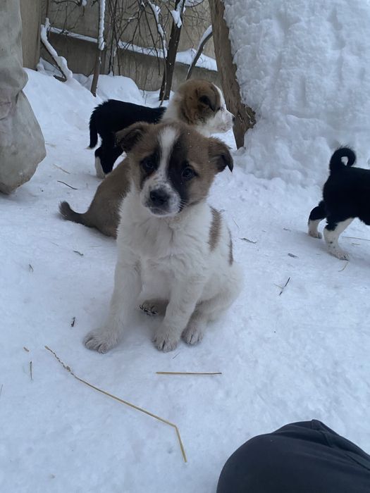 Отдам щенков в добрые руки.